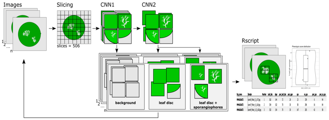 Leaf disc scoring pipeline