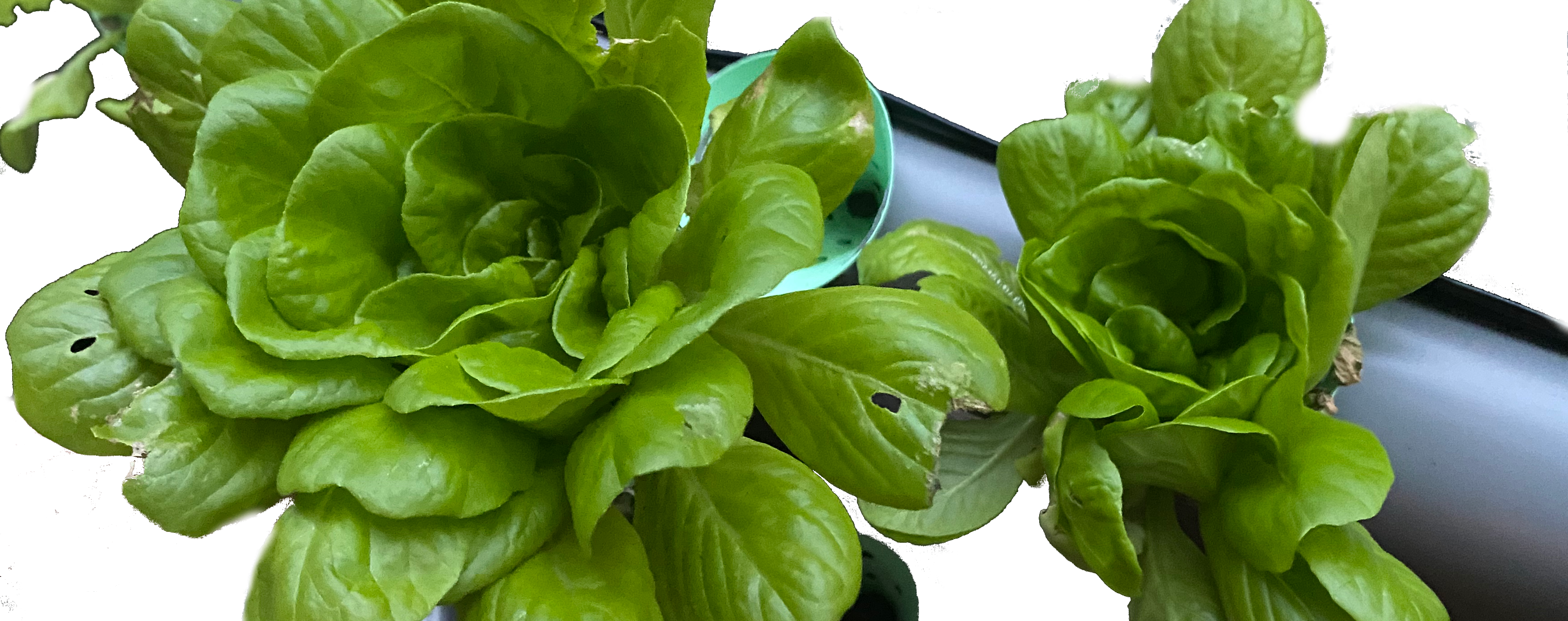 BalconyHydroponics