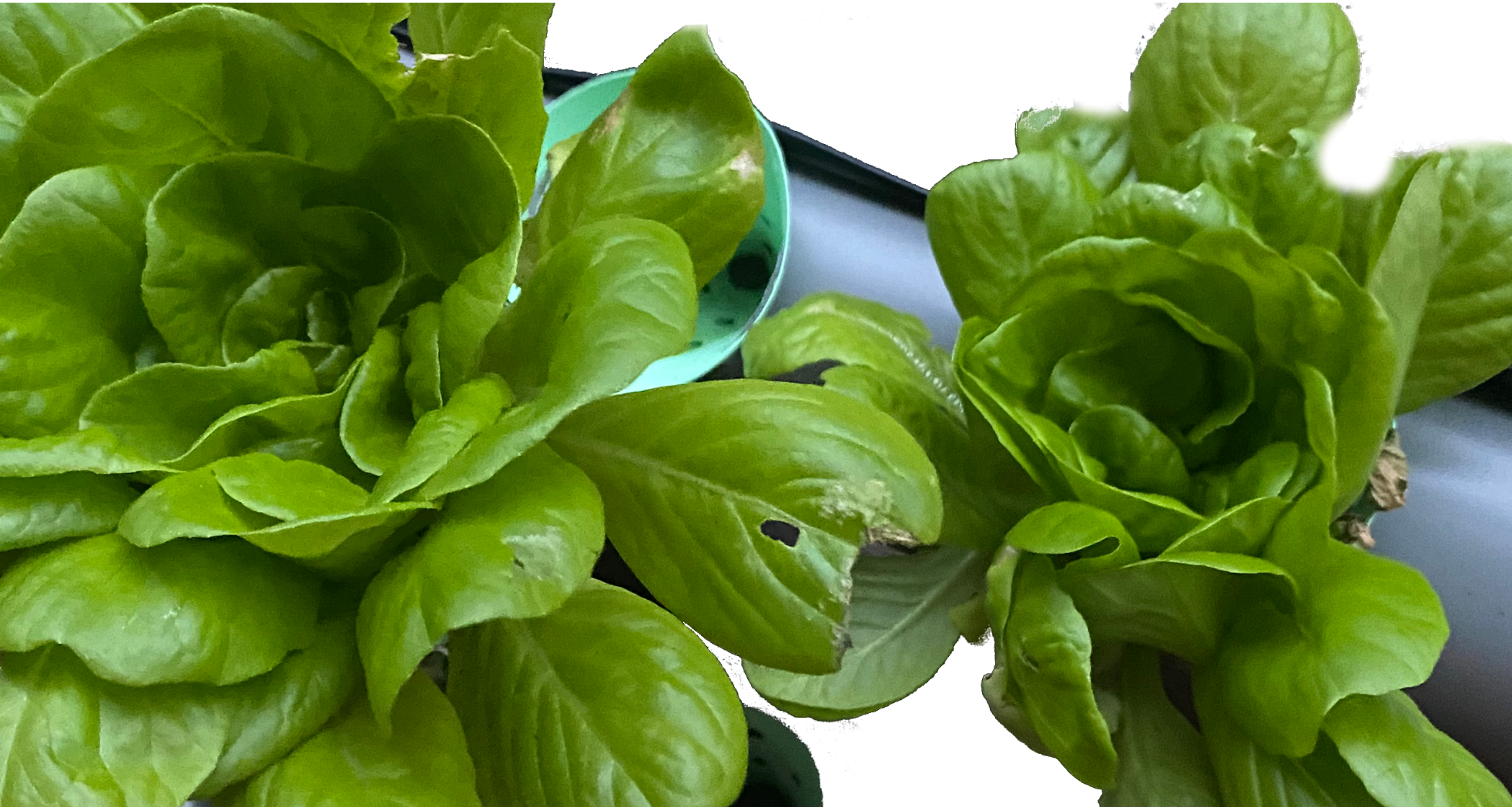 BalconyHydroponics
