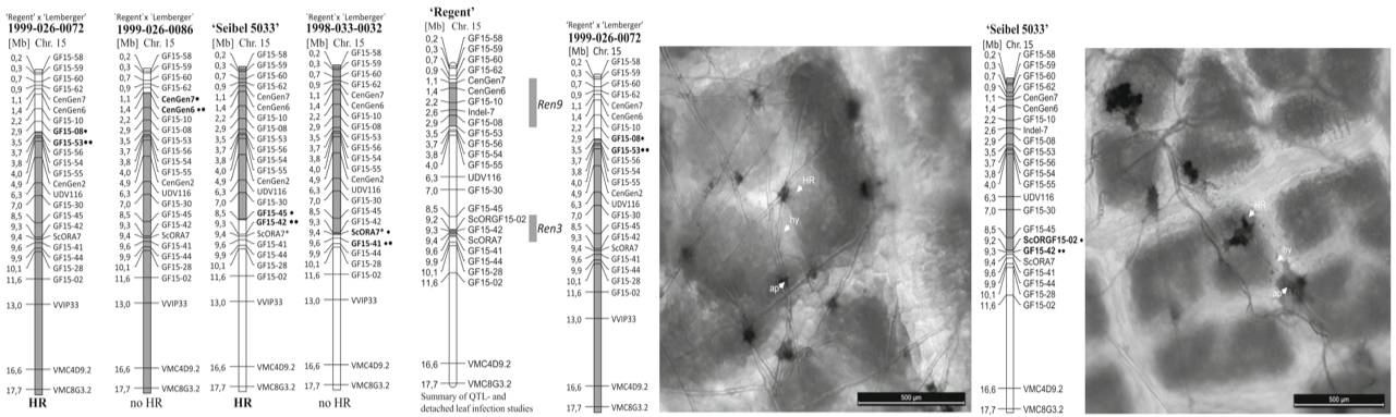 Fine-mapping of Ren3